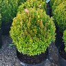Buxus x NewGen Freedom Boxwood