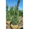 Juniperus Chinensis Colorful Conifers Trautman Juniper