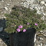 Phlox Subulata Fort Hill Creeping Phlox