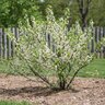 Prunus Maritima Beach Plum