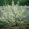 Prunus Maritima Beach Plum