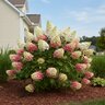 Hydrangea Paniculata Berry White Panicle Hydrangea