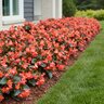 Begonia X Benariensis Whopper Red Bronze Leaf Begonia