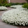 Iberis Sempervirens Snowsurfer Candytuft