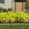 Alternanthera Ficoidea True Yellow Josephs Coat