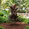 Cordyline Fruticosa Auntie Lou Ti Plant