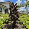 Cordyline Fruticosa Auntie Lou Ti Plant