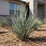 Hesperaloe parviflora Straight Up Red Texas Yucca