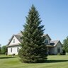 Abies Balsamea Balsam Fir