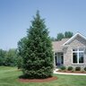 Abies Balsamea Balsam Fir