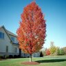 Acer x freemanii Armstrong Freeman Maple