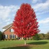 Acer x freemanii Autumn Blaze Freeman Maple