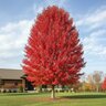 Acer x freemanii Autumn Blaze Freeman Maple