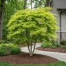 Acer palmatum subsp. matsumurae Seiryu Japanese Laceleaf Maple