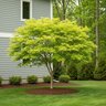 Acer palmatum subsp. matsumurae Seiryu Japanese Laceleaf Maple