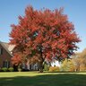 Acer x freemanii Autumn Flame Freeman Maple