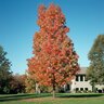 Acer rubrum Bowhall Red Maple