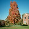 Acer rubrum Bowhall Red Maple