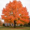 Acer rubrum Red Maple