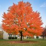 Acer rubrum Red Maple