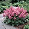 Astilbe Chinensis Pumila Chinese Astilbe