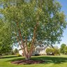 Betula nigra Heritage River Birch