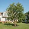 Betula nigra Heritage River Birch