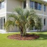 Butia capitata Jelly Palm