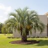 Butia capitata Jelly Palm