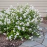 Ceanothus Americanus New Jersey Tea