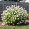 Ceanothus Americanus New Jersey Tea