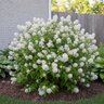 Ceanothus Americanus New Jersey Tea