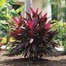 Cordyline Fruticosa Red Sister Ti Plant