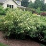 Cornus Sericea Red Twig Dogwood
