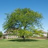 Gleditsia Triacanthos Thornless Honeylocust