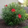 Hibiscus Coccineus Scarlet Rose Mallow