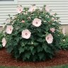 Hibiscus moscheutos Rose Mallow