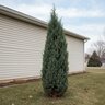 Juniperus communis Hibernica Irish Juniper