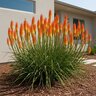 Kniphofia Uvaria Red Hot Poker