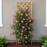 Mandevilla Splendens Shining Mandevilla
