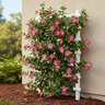 Mandevilla Splendens Shining Mandevilla