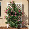 Mandevilla Splendens Shining Mandevilla