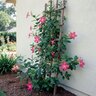 Mandevilla Splendens Shining Mandevilla