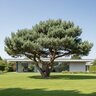 Pinus Sylvestris Watereri Scots Pine