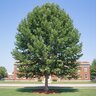 Platanus X Acerifolia Columbia London Planetree