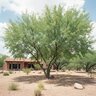 Prosopis Glandulosa Texas Honey Mesquite