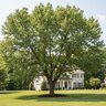 Quercus Alba White Oak