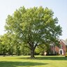 Quercus Alba White Oak