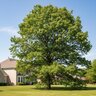 Quercus Alba White Oak