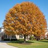 Quercus Ellipsoidalis Northern Pin Oak
